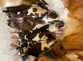 Saint Bernard