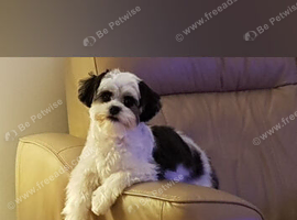 Malshi for rehome