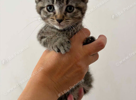 Tabby and tortie kittens