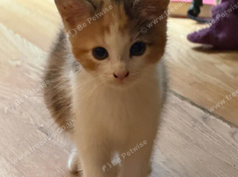 Calico kitten girl