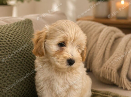 adorable maltipoo puppies