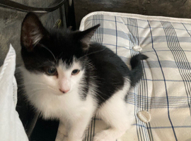 Black and white kitten