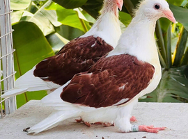 Saddle racing pigeons