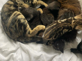 Beautiful baby&rsquo;s