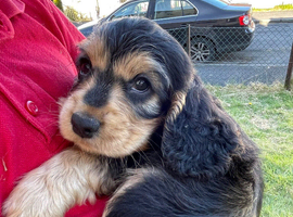 Gorgeous Cocker Spaniel Pups
