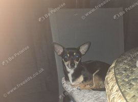 Chihuahua for Sale &ndash; 2 Years Old