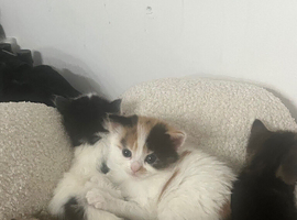 Kitten