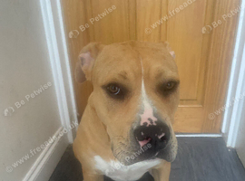 Nova &ndash; Sweet American Bulldog Puppy Seeking Experienced Forever Home