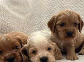 Licenced Breeder has a stunning F1 Cockalier puppies from fully health tested KC reg'd parents