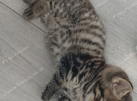 Kitten