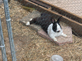 Male Dutch Rabbit