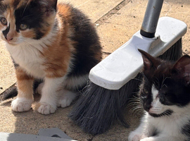 Urgent homes needed for these sweet stray kittens.  I rescued these kittens from a stray colony and have been caring for them while trying to find per