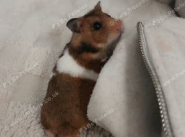 beautiful male hamster
