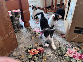 5 beautiful kittens available