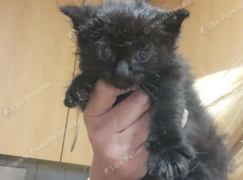 Kitten female 9 wks old