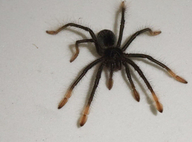 Pink foot Goliath Birdeater