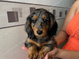 Long hair miniature dachshund