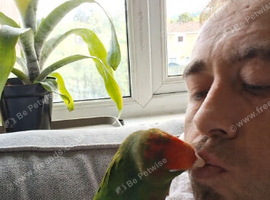 Silly tame rose crowned n crested conure