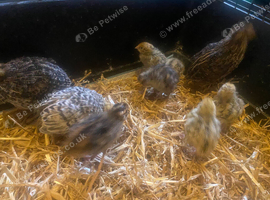 Coturnix quail (Italian and pharaoh colours)