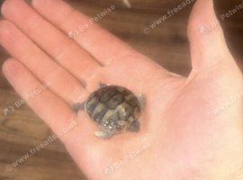 Hermann's tortoise hatchlings