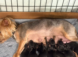 Yorkshire Terrier Puppies