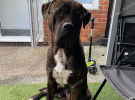 Male Presa Canario