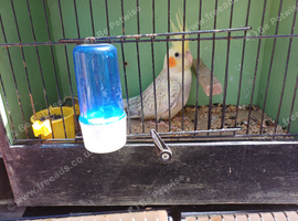 2 young cockateils mostly white just little grey bits+grey/white