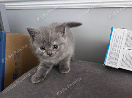 Gorgeous British short hair kittens open to sensible offers