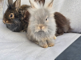 9 week lionhead babies