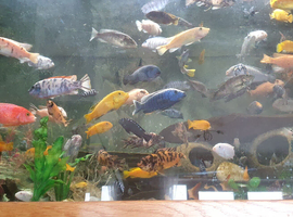 Lake Malawi Cichlids. Juveniles.