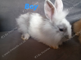 Last of litter 7wk lionhead buck ready now