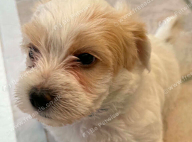 beautiful Bichon Frise