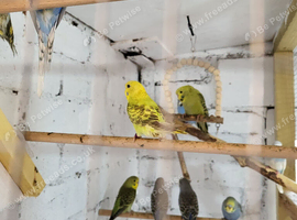 Young budgies for sale