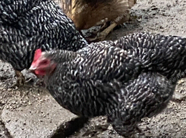 Chickens