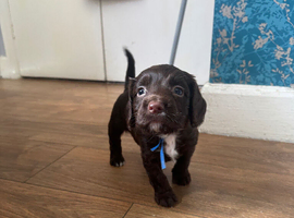 Sprockers puppies looking for their forever homes !