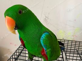 Male Eclectus Glasgow