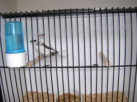 Two pair proven pair bengalise finches
