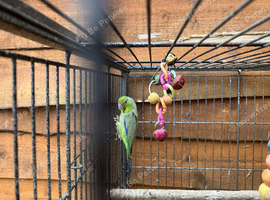 Parrotlet for sale