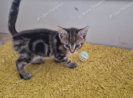 Kitten 10 weeeks old