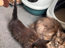 Half ragdoll kittens