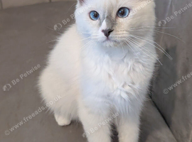 Champion,pedigreeTICA ragdoll kitten