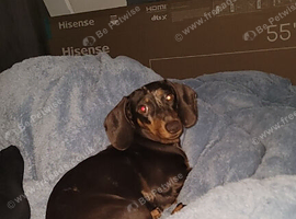 14 month old dachshund female (unneutered)