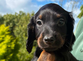 Beautiful Cocker Spaniel Pups