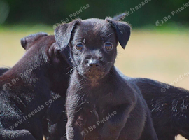 Patterdale terrier puppies