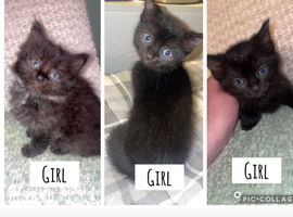 Female Kittens for sale