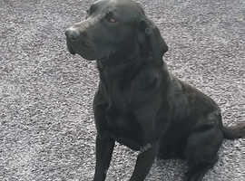 STRIKING HANDSOME LABRADOR FOR STUD