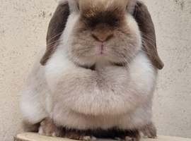 Mini lop bunnies