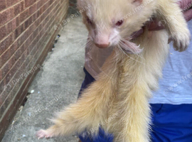 ferret hobs