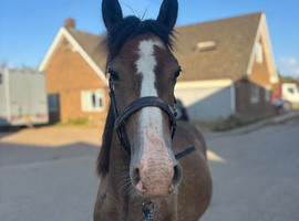 MILO &ndash; 11 MONTH OLD COB X NEW FOREST COLT