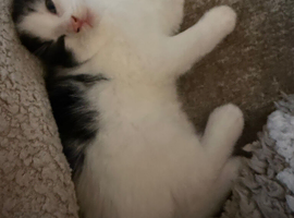 Kitten
